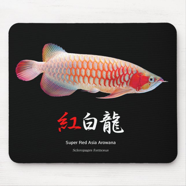 Mousepad "Super Red Arowana"の 優 良 製 品 2 (Frente)