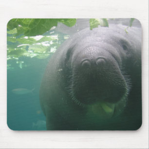 Mousepad superficial do peixe-boi