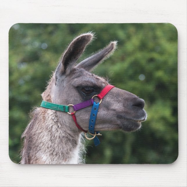 Mousepad superioridade de Llama (Frente)