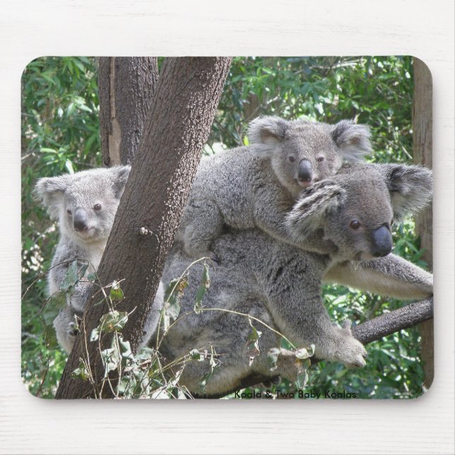 Mousepad Suporte de Mouse Koala e Dois Filhotes Foto Austrá (Frente)