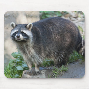 Mousepad Suporte de Mouse Mapache