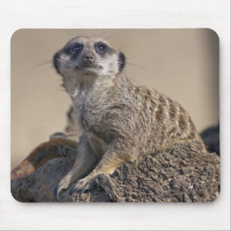Mousepad Suporte de Mouse Suricata