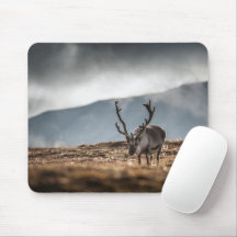 Svalbard Reindeer Nature Foto: