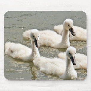 Mousepad Swan Cygnets Nadando