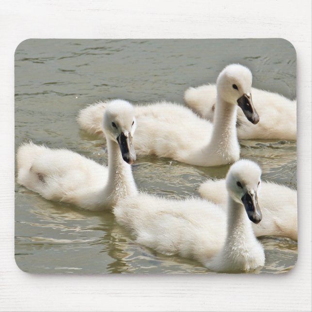 Mousepad Swan Cygnets Nadando (Frente)
