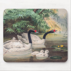 Mousepad Swan Selvagem de Pescoço Negro