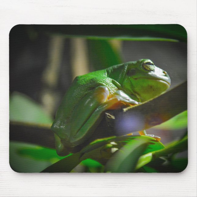 Mousepad Sydney Zoo - Sapo verde da árvore (Frente)