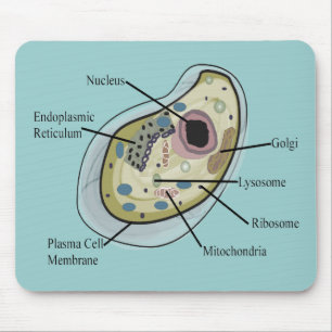 Mousepad T-shirt humanos da biologia celular
