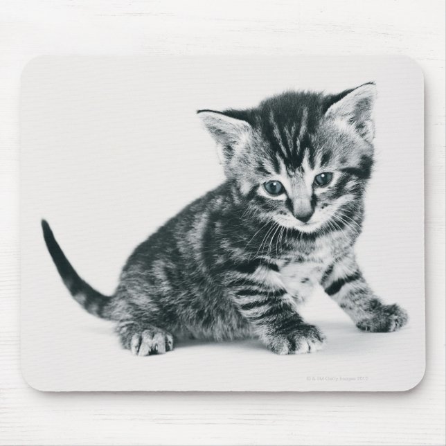 Mousepad Tabby Kitten (Frente)
