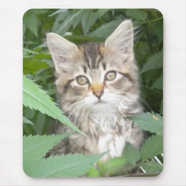 Mousepad Tabby Kitten (Frente)