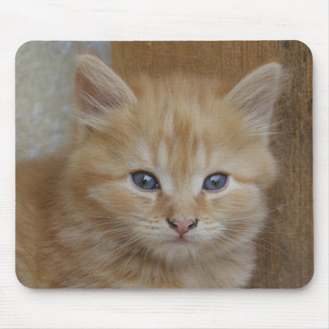 Mousepad Tabby Tomcat Kitten (Frente)