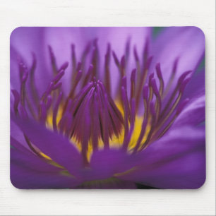 Mousepad Tailândia, Banguecoque, Lótus roxo e amarelo 2