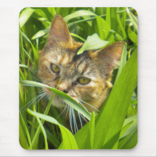 Mousepad Tampa do mouse do Gatinho precioso