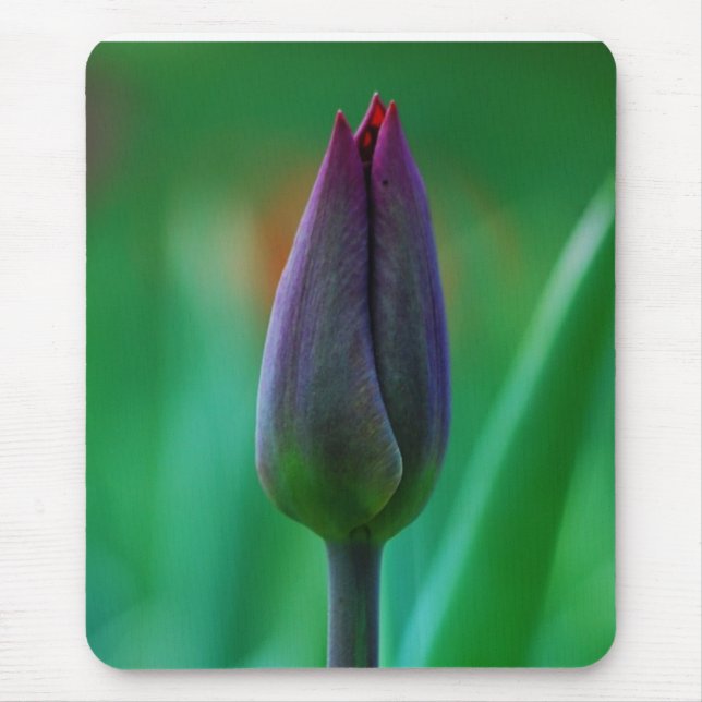 Mousepad Tampo de Mouse Tulipa Roxa Fresca em Flor (Frente)