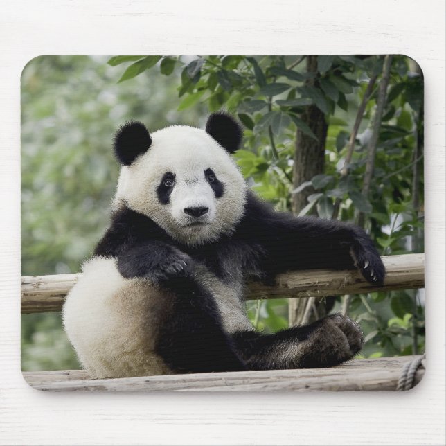 Mousepad Tapete de Rato Hora de Relaxar do Panda (Frente)