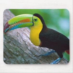 Mousepad Tapete do rato 25 do pássaro