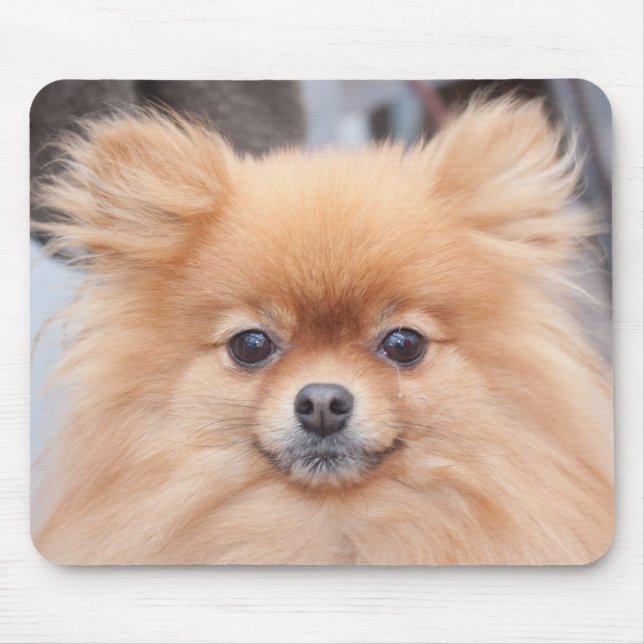 Mousepad Tapete do rato bonito de Pomeranian (Frente)