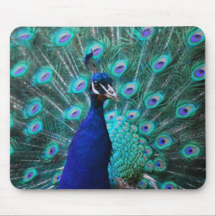 Mousepad Tapete do rato bonito do pavão