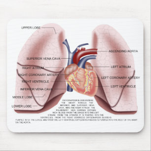 Mousepad Tapete do rato da anatomia da caixa