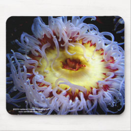 Mousepad Tapete do rato da anêmona de mar