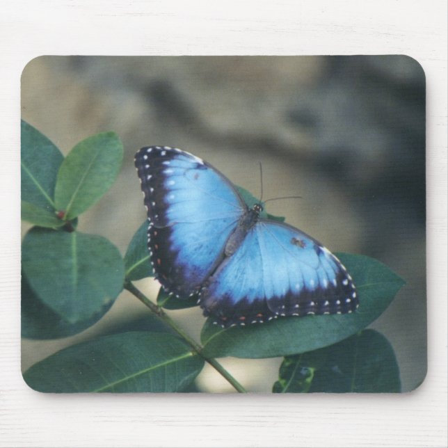 Mousepad Tapete do rato da borboleta (Frente)