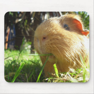 Mousepad Tapete do rato da cobaia