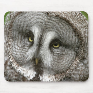 Mousepad Tapete do rato da coruja de grande cinza