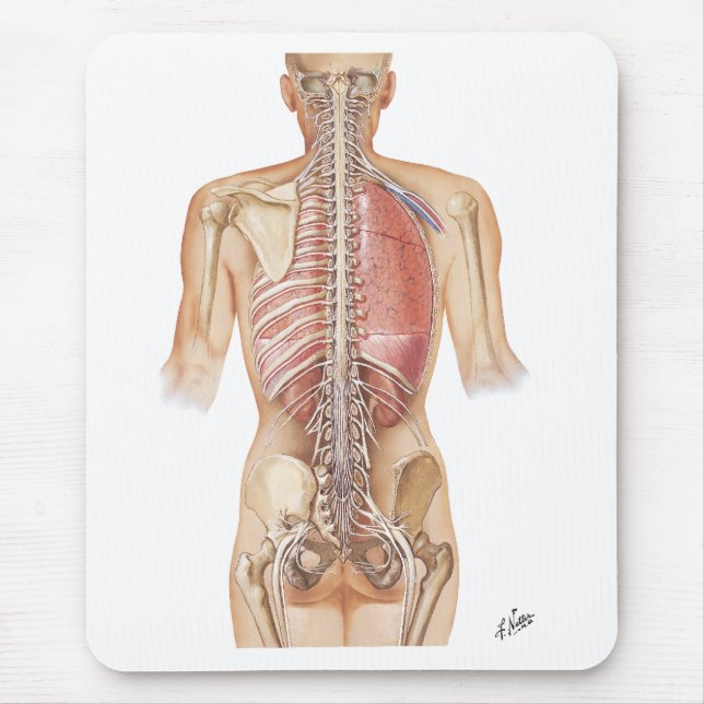 Mousepad Tapete do rato da espinha do Netter (Frente)