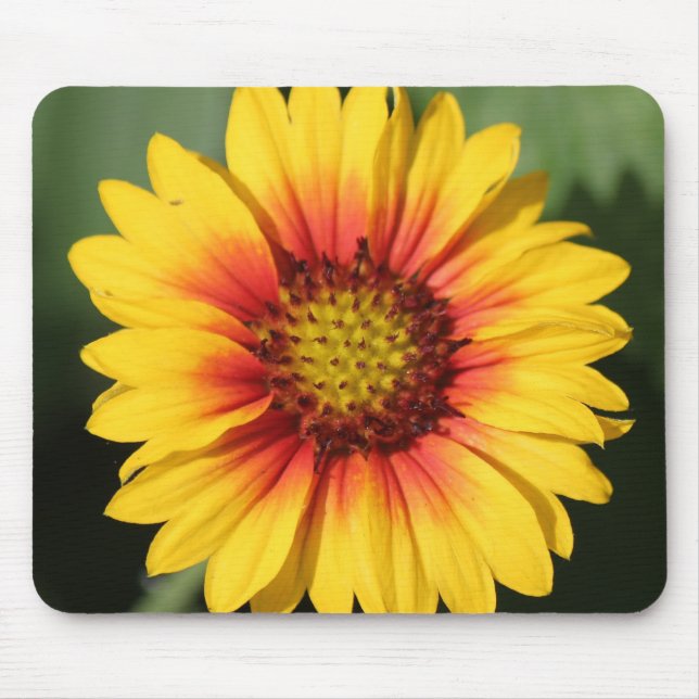 Mousepad Tapete do rato da margarida do Gerbera (Frente)