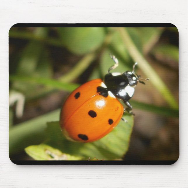 Mousepad Tapete do rato da senhora Desinsetar (Frente)
