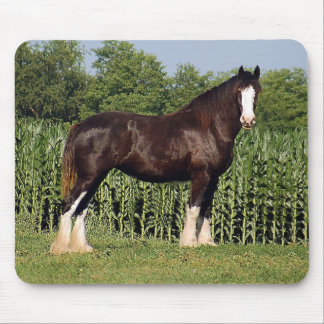 Mousepad Tapete do rato de Clydesdale