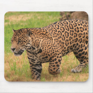 Mousepad Tapete do rato de Jaguar