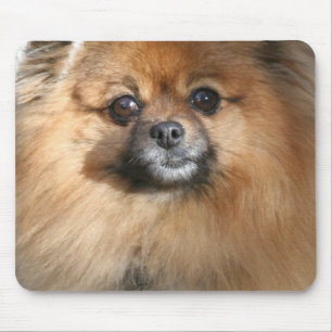 Mousepad Tapete do rato diminuto de Pomeranian