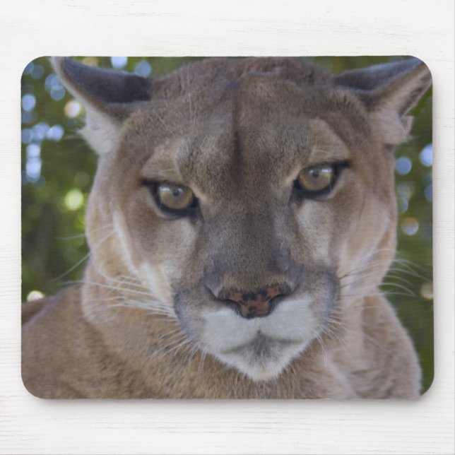 Mousepad Tapete do rato do ataque súbito do puma (Frente)
