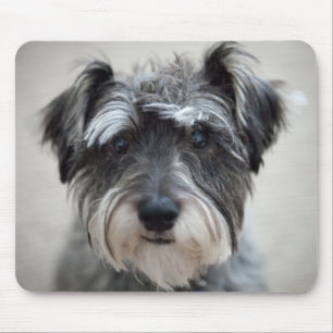 Mousepad Tapete do rato do cão do Schnauzer