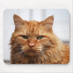 Mousepad Tapete do rato do gato de racum de Maine