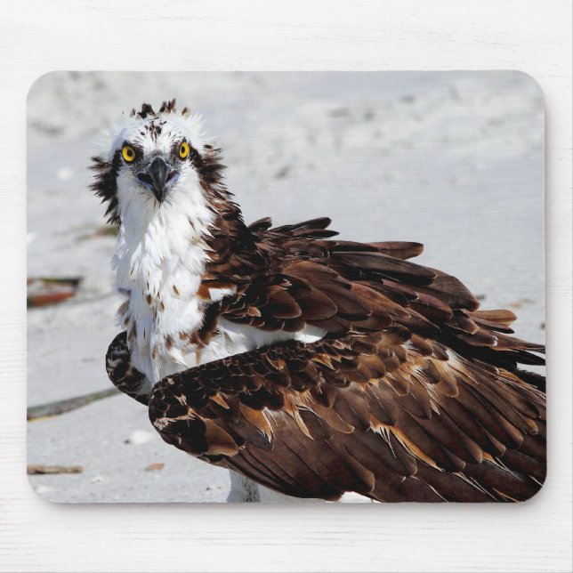Mousepad Tapete do rato do Osprey (Frente)