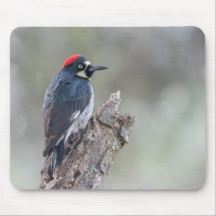 Mousepad Tapete do rato do pica-pau da bolota