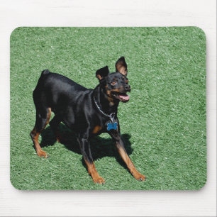 Mousepad Tapete do rato do Pinscher diminuto