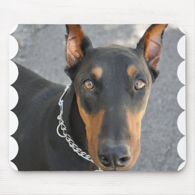 Mousepad Tapete do rato do Pinscher do Doberman (Frente)