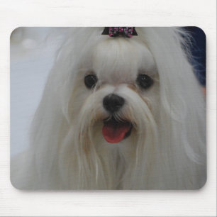 Mousepad Tapete do rato maltês do filhote de cachorro