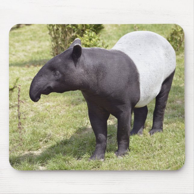Mousepad Tapir Malayan na grama (Frente)