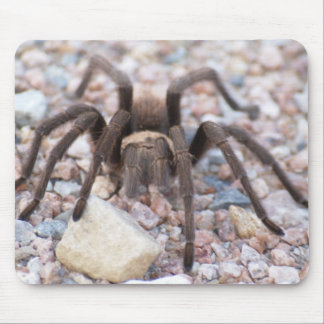 Mousepad Tarantula