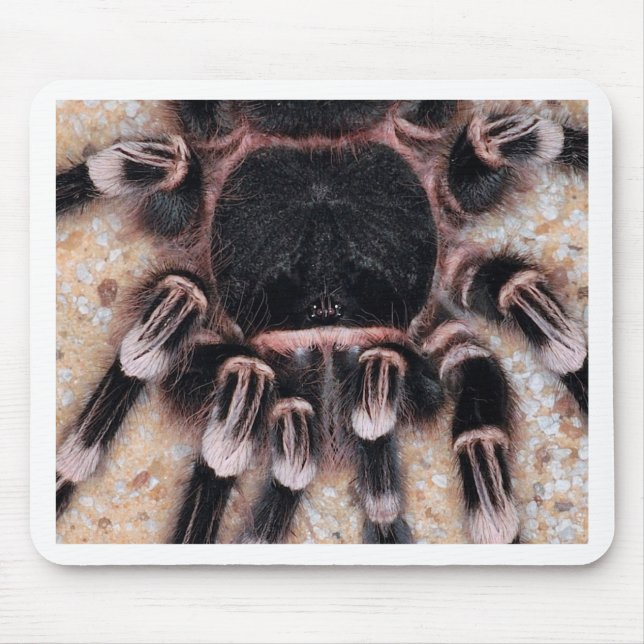 Mousepad Tarantula branco brasileiro do joelho (Frente)