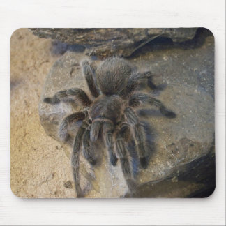 Mousepad Tarantula cor-de-rosa do cabelo do chileno