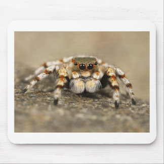 Mousepad Tarantula Jumping Bird Spider Acessórios incríveis