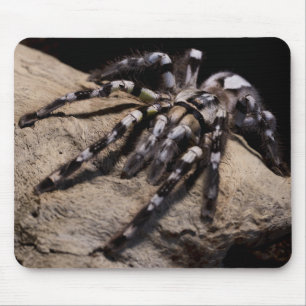 Mousepad Tarântula ornamental indiana