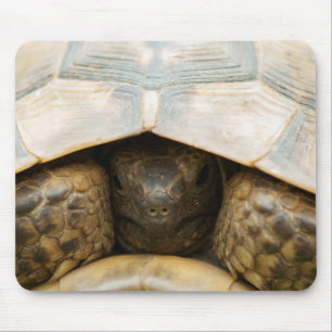 Mousepad Tartaruga