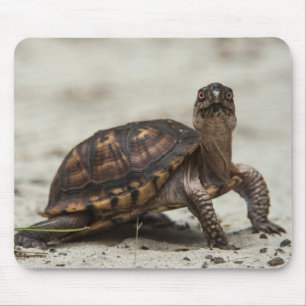 Mousepad Tartaruga-comum