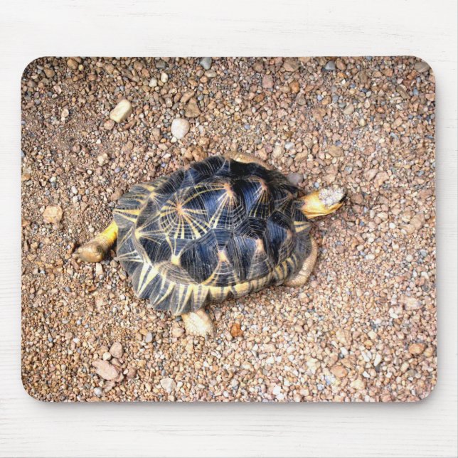 Mousepad tartaruga de deserto (Frente)